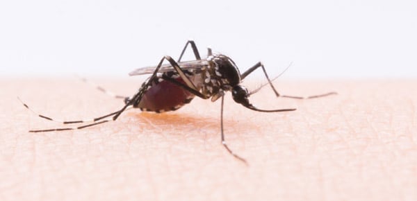 IPA sheds light on mosquito-borne viruses